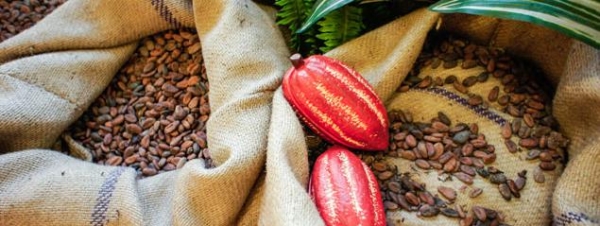 Marché du cacao : la qualité exigée