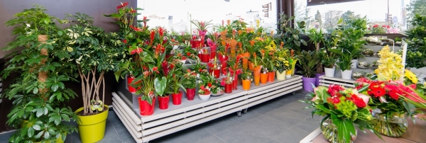 Profil du candidat à la franchise Franchise Carrément Fleurs